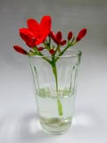 Red flower in clear glass vase. On white background Royalty Free Stock Image Red flower in clear glass vase. On white background Royalty Free Stock Image