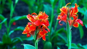 red flower in garden //beautiful flower royalty free stock image red flower in garden //beautiful flower royalty free stock image