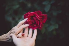 Red, Flower, Pink, Hand Stock Image Red, Flower, Pink, Hand Stock Image