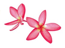 Red flower plumeria with isolate royalty free stock images Red flower plumeria with isolate royalty free stock images