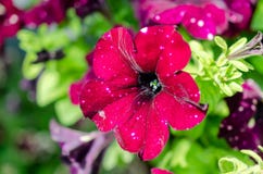 Red flowers and green fir royalty free stock photo Red flowers and green fir royalty free stock photo
