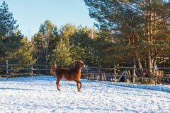 Red foal runs gallop along the parade-ground. Sunny winter day stock photos Red foal runs gallop along the parade-ground. Sunny winter day stock photos
