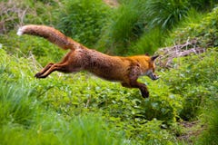 Red Fox stock photo Red Fox stock photo