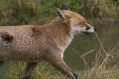 Red fox close up portrait by pond with reflection Stock Photo Red fox close up portrait by pond with reflection Stock Photo