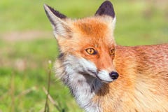 Red Fox Close up Portrait Vulpes vulpes stock photos Red Fox Close up Portrait Vulpes vulpes stock photos