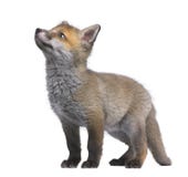 Red fox cub looking up (6 Weeks old)- Vulpes vulpe