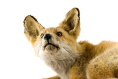 Red Fox Isolated On White Background Stock Photos Red Fox Isolated On White Background Stock Photos