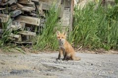 Red Fox Kid in the Adirondacks Stock Image Red Fox Kid in the Adirondacks Stock Image