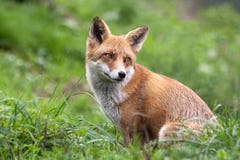 Red Fox looking back (Vulpes vulpes). Red Fox (Vulpes vulpes) looking back during the chase royalty free stock images Red Fox looking back (Vulpes vulpes). Red Fox (Vulpes vulpes) looking back during the chase royalty free stock images
