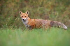 Red fox from low angle standing on a meadow in autumn royalty free stock photos Red fox from low angle standing on a meadow in autumn royalty free stock photos