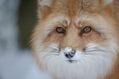 bbg the fox in the forest bbg the fox in the forest