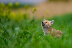 Red Fox. The species has a long history of association with humans.The red fox is one of the most important furbearing animals har royalty free stock photo Red Fox. The species has a long history of association with humans.The red fox is one of the most important furbearing animals har royalty free stock photo