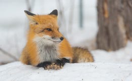 Red Fox - Vulpes vulpes, healthy specimen In his habitat in the woods. Stock Photo Red Fox - Vulpes vulpes, healthy specimen In his habitat in the woods. Stock Photo