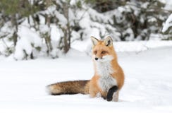 Red fox Vulpes vulpes in Algonquin Park in winter stock photo Red fox Vulpes vulpes in Algonquin Park in winter stock photo