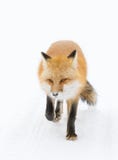 Red fox (Vulpes vulpes) with a bushy tail isolated on white background hunting in the freshly fallen snow in Algonquin stock photography Red fox (Vulpes vulpes) with a bushy tail isolated on white background hunting in the freshly fallen snow in Algonquin stock photography