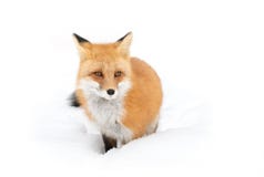 Red fox (Vulpes vulpes) with a bushy tail isolated on white background hunting in the freshly fallen snow in Algonquin royalty free stock images Red fox (Vulpes vulpes) with a bushy tail isolated on white background hunting in the freshly fallen snow in Algonquin royalty free stock images