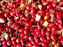 Red fresh rosehips stock photography Red fresh rosehips stock photography