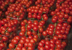 Red fresh tomatoes. A pile of tomatoes. Summer tray market agriculture farm full of organic tomatoes.Healthy food concept. Royalty Free Stock Photo Red fresh tomatoes. A pile of tomatoes. Summer tray market agriculture farm full of organic tomatoes.Healthy food concept. Royalty Free Stock Photo