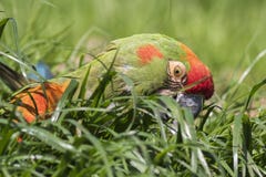 Red-fronted Macaw Stock Photos Red-fronted Macaw Stock Photos
