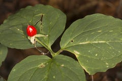 Red fruit of white trillium on Mt. Sunapee, New Hampshire. royalty free stock photo Red fruit of white trillium on Mt. Sunapee, New Hampshire. royalty free stock photo