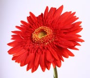 Red Gerbera Stock Images Red Gerbera Stock Images