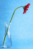 Red Gerbera Daisy Flower Vase Water Texture stock image Red Gerbera Daisy Flower Vase Water Texture stock image