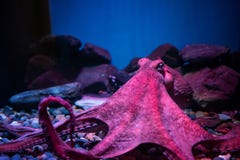 Red giant octopus sleeping in aquarium