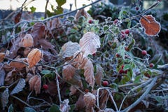 Red gooseberry, dry twigs and leaves are covered with hoarfrost Stock Photo Red gooseberry, dry twigs and leaves are covered with hoarfrost Stock Photo