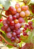 Red Grapes Royalty Free Stock Image