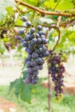 Red Grapes On The Vine Royalty Free Stock Photography Red Grapes On The Vine Royalty Free Stock Photography