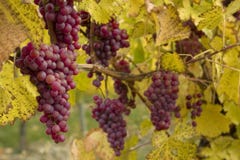 Red Grapes on Vine royalty free stock image Red Grapes on Vine royalty free stock image