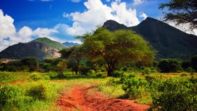 Red ground road, bush with savanna. Tsavo West, Kenya, Africa Royalty Free Stock Image Red ground road, bush with savanna. Tsavo West, Kenya, Africa Royalty Free Stock Image