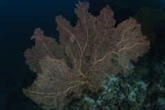 Red Hard Coral in Maldives stock photography Red Hard Coral in Maldives stock photography
