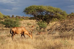 Red hartebeest in natural habitat Royalty Free Stock Photos Red hartebeest in natural habitat Royalty Free Stock Photos