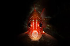 red head robust soldierfish fish