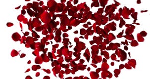 Red heart of rose petals flying with vortex on white background, love and valentine day concept