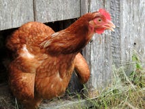Chicken With Ruffled Feathers Stock Photo - Image of 