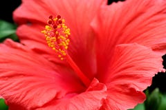 Red Hibiscus Flower Royalty Free Stock Photography