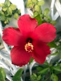 Red hibiscus flower in the garden. royalty free stock photo Red hibiscus flower in the garden. royalty free stock photo