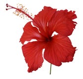 Red hibiscus flower isolated