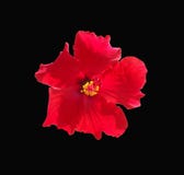Red Hibiscus flower centered on a dramatic black background Royalty Free Stock Photo Red Hibiscus flower centered on a dramatic black background Royalty Free Stock Photo