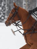 Red Horse pony head in harness on horse polo Stock Photos Red Horse pony head in harness on horse polo Stock Photos