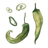 Red hot chilli peppers set. Hand drawing watercolor. Can be used for postcards, stickers, encyclopedias, menus, ingredients of stock illustration Red hot chilli peppers set. Hand drawing watercolor. Can be used for postcards, stickers, encyclopedias, menus, ingredients of stock illustration