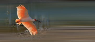 Red Ibis Stock Photography