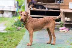 Red Irish terrier. Dog, pet stock image Red Irish terrier. Dog, pet stock image