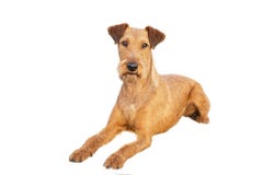 Red irish terrier, lovely friendly dog isolated on white. stock image Red irish terrier, lovely friendly dog isolated on white. stock image