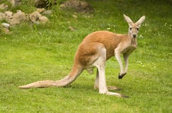 Red Kangaroo