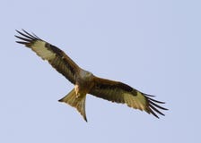 Red Kite (Milvus Milvus) Royalty Free Stock Photo Red Kite (Milvus Milvus) Royalty Free Stock Photo