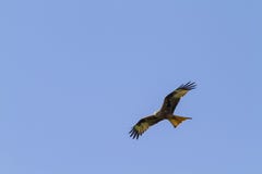 Red Kite (Milvus-milvus) Royalty Free Stock Photo Red Kite (Milvus-milvus) Royalty Free Stock Photo