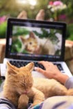 Red kitten lick its paw on human knees with laptop
